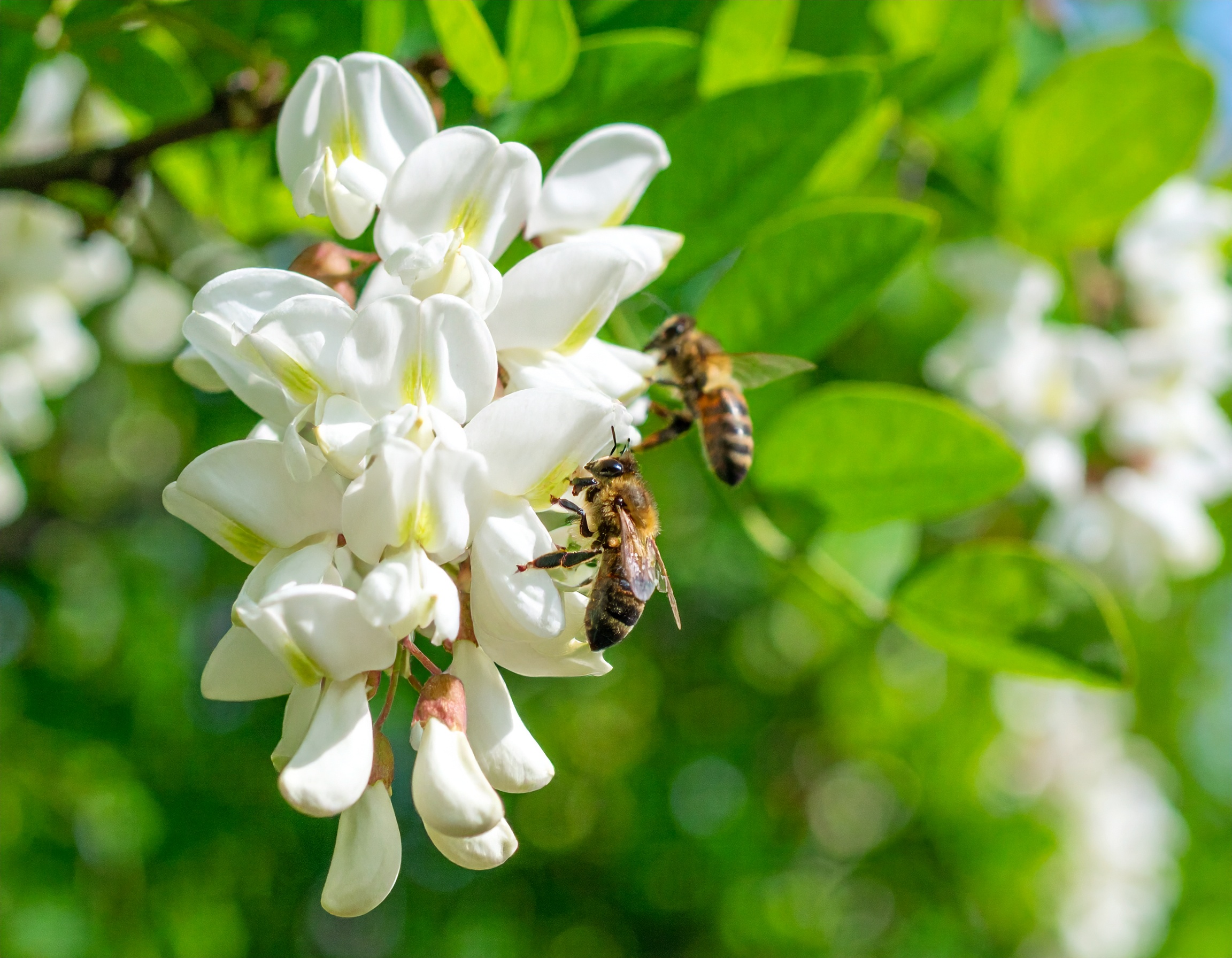 オーガニックな環境で活動するミツバチ